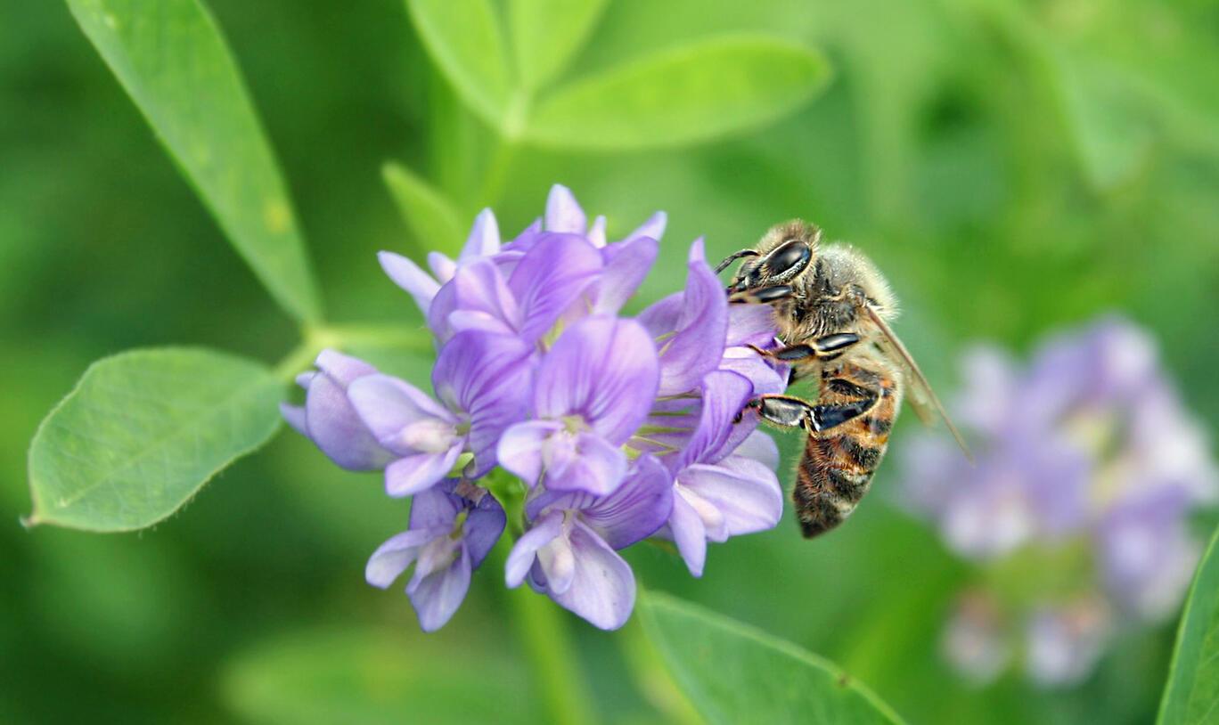 Honey Varieties Directory | HoneyLookup