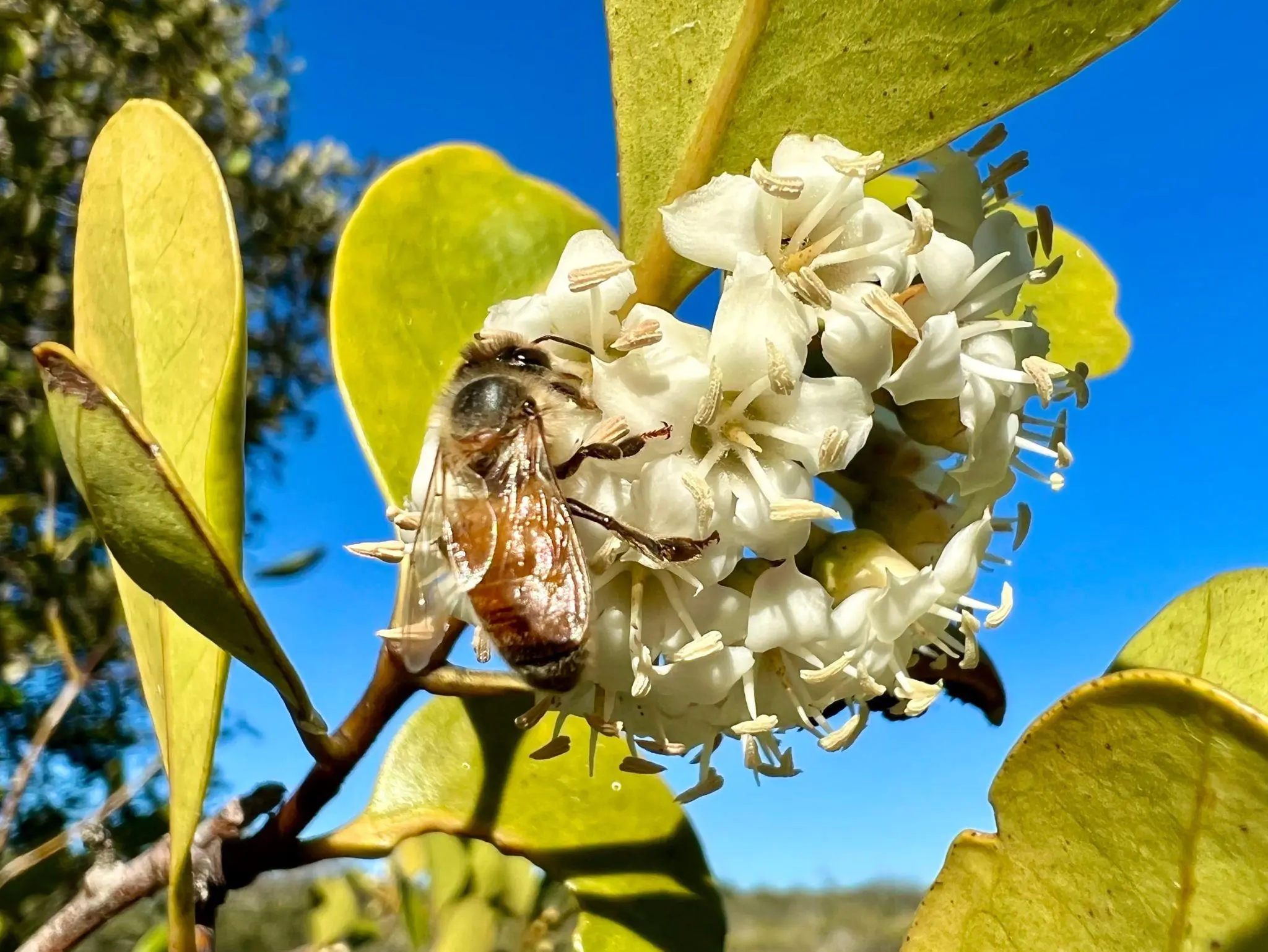Honey Varieties Directory | HoneyLookup