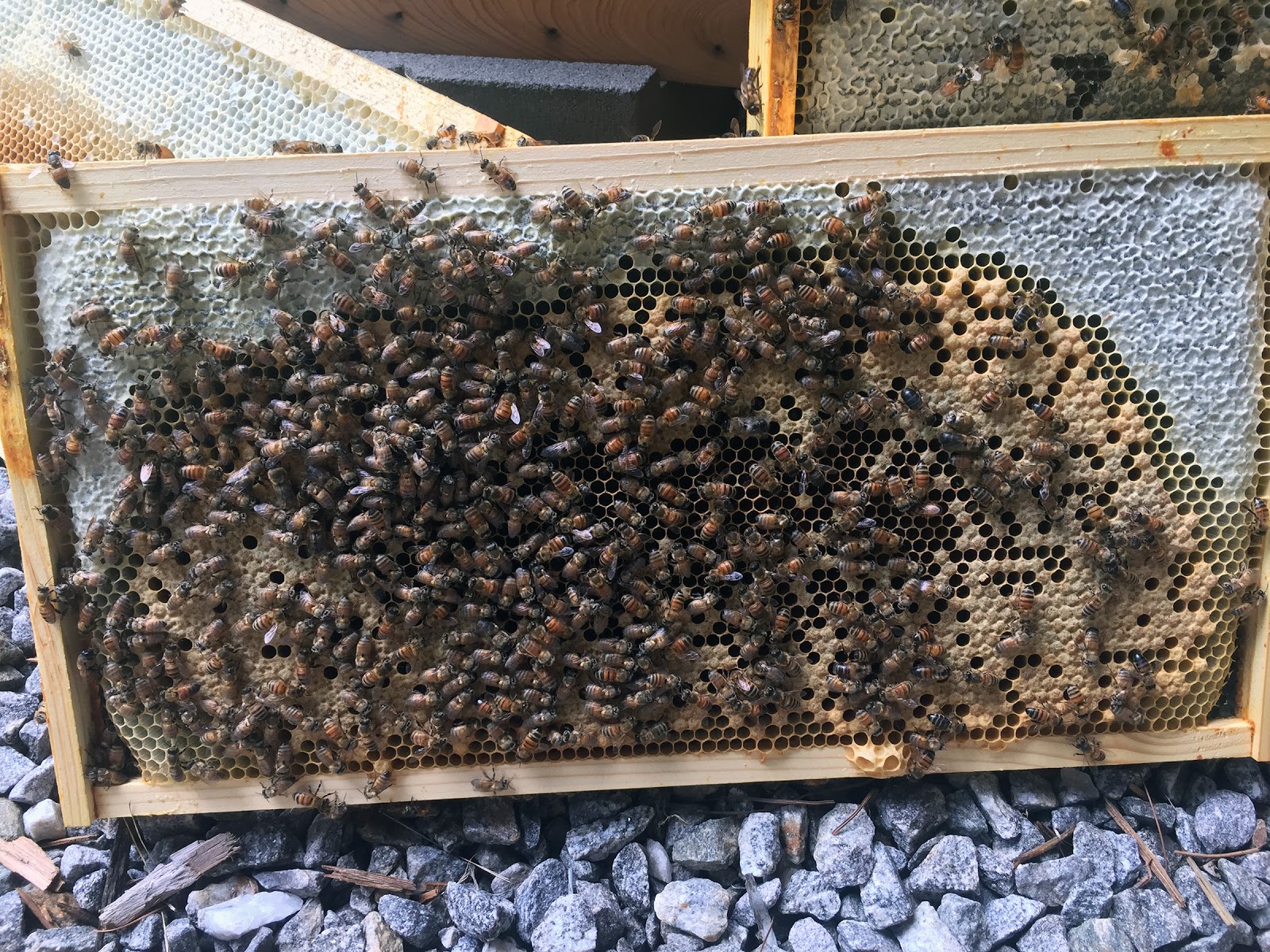Beorn's Apiary