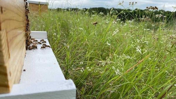 Bluebonnet Apiary - Image 1