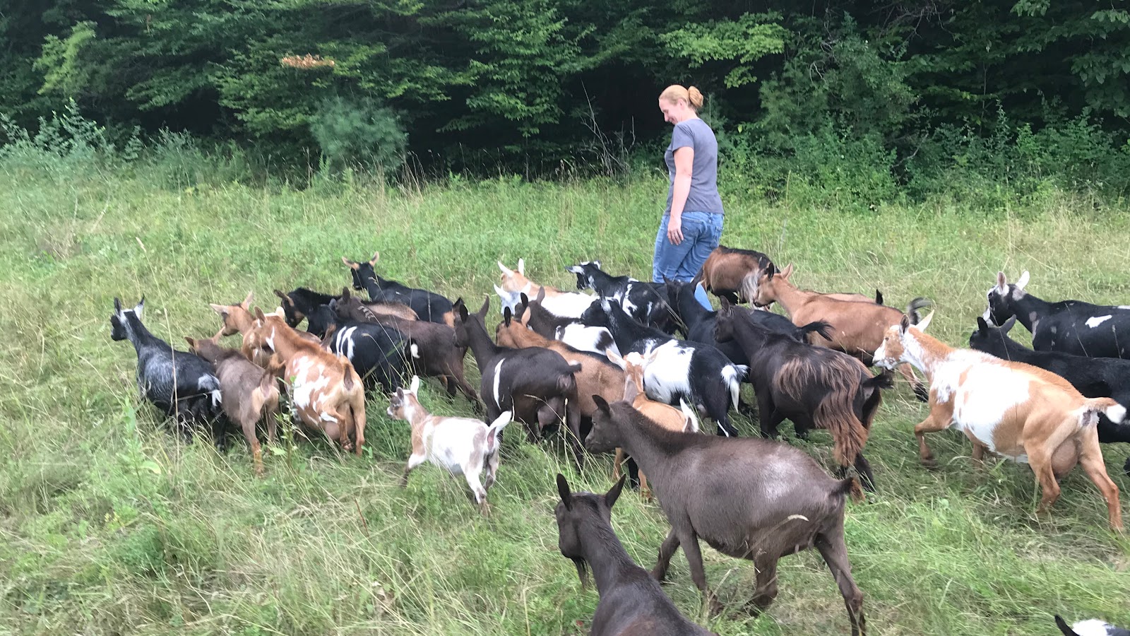 BusyB Goat Farm & Apiary - Image 1