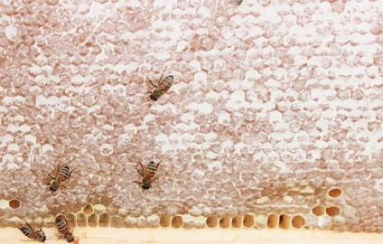 Dandelion Springs Apiary - Image 1