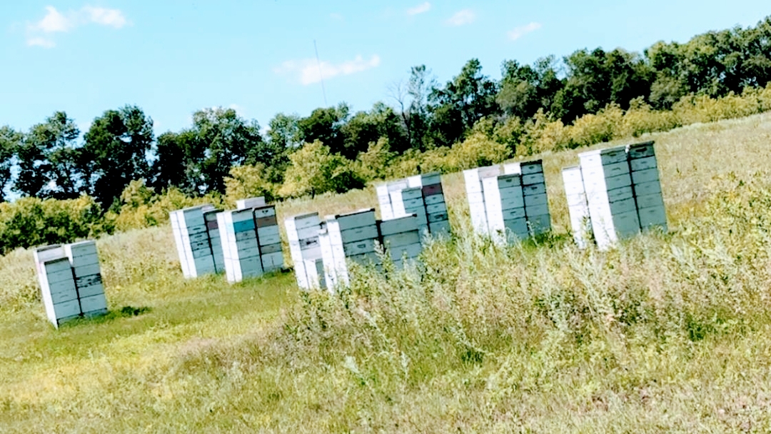 Dietzler Apiary - Image 1