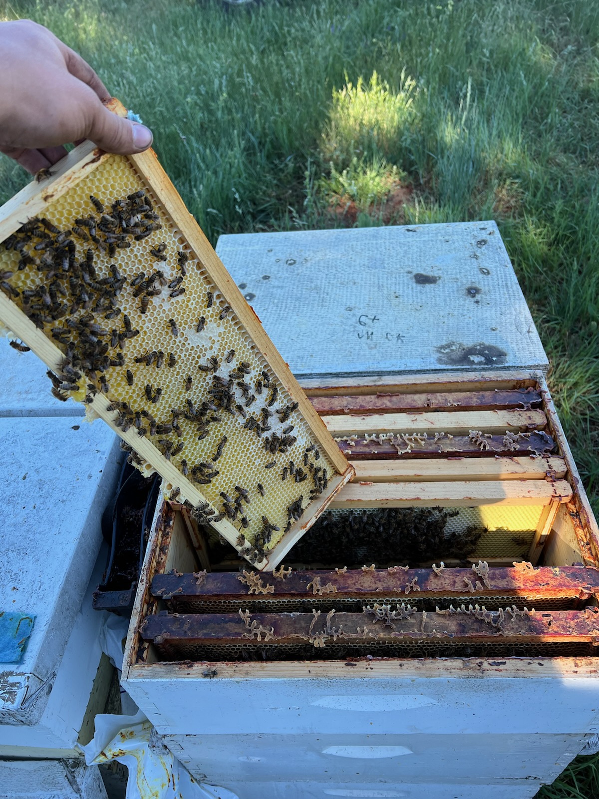 Evergold Honey and Bees - Image 1