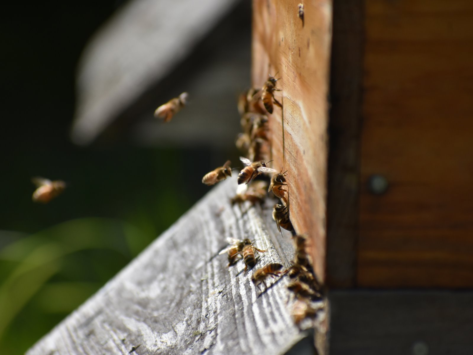 Hall Apiaries - Image 1