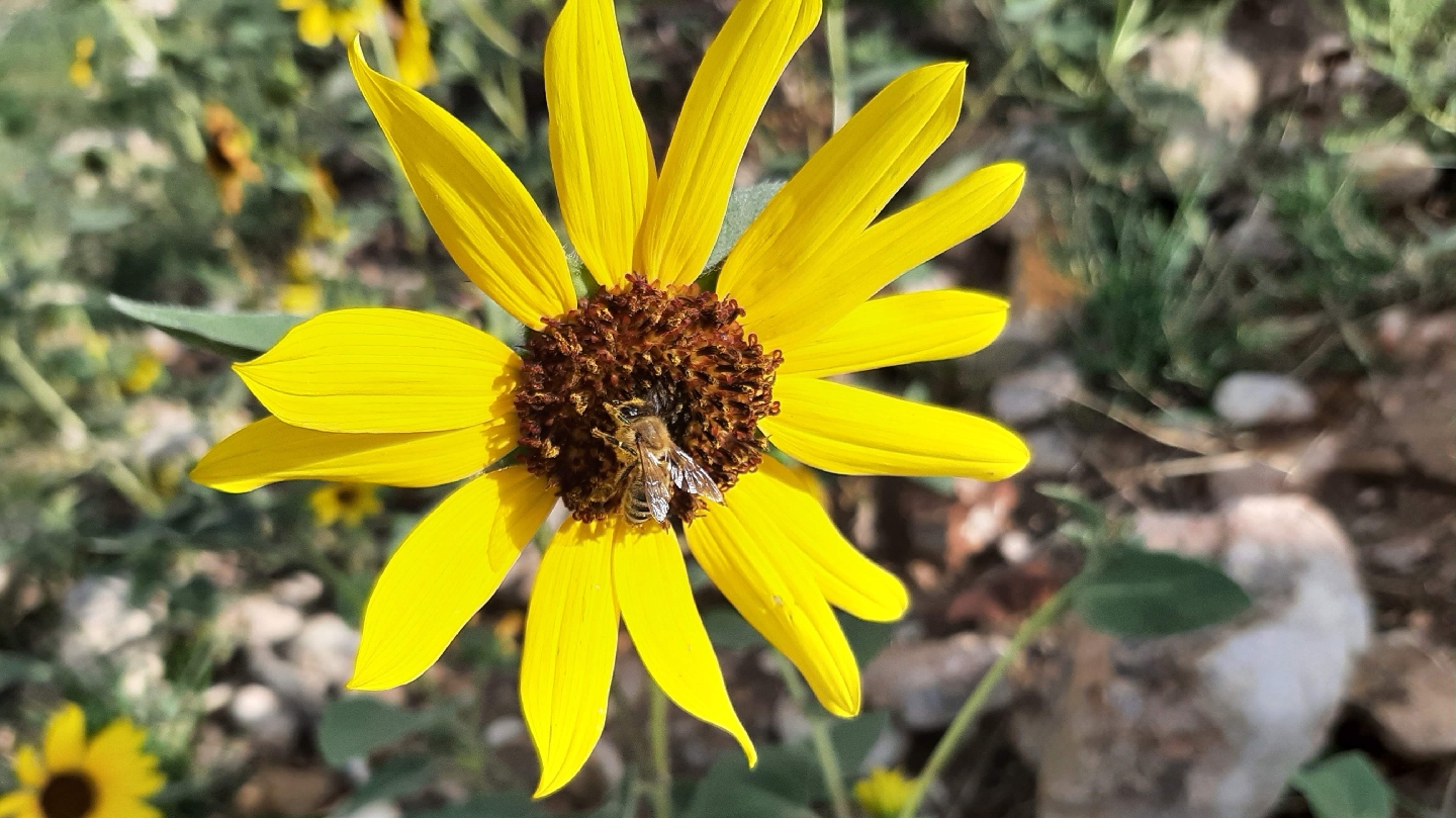 Hazel's Honey LLC - Image 1