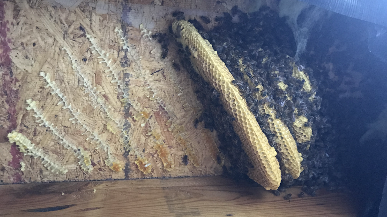 Fraccica Apiaries, LLC - Image 1