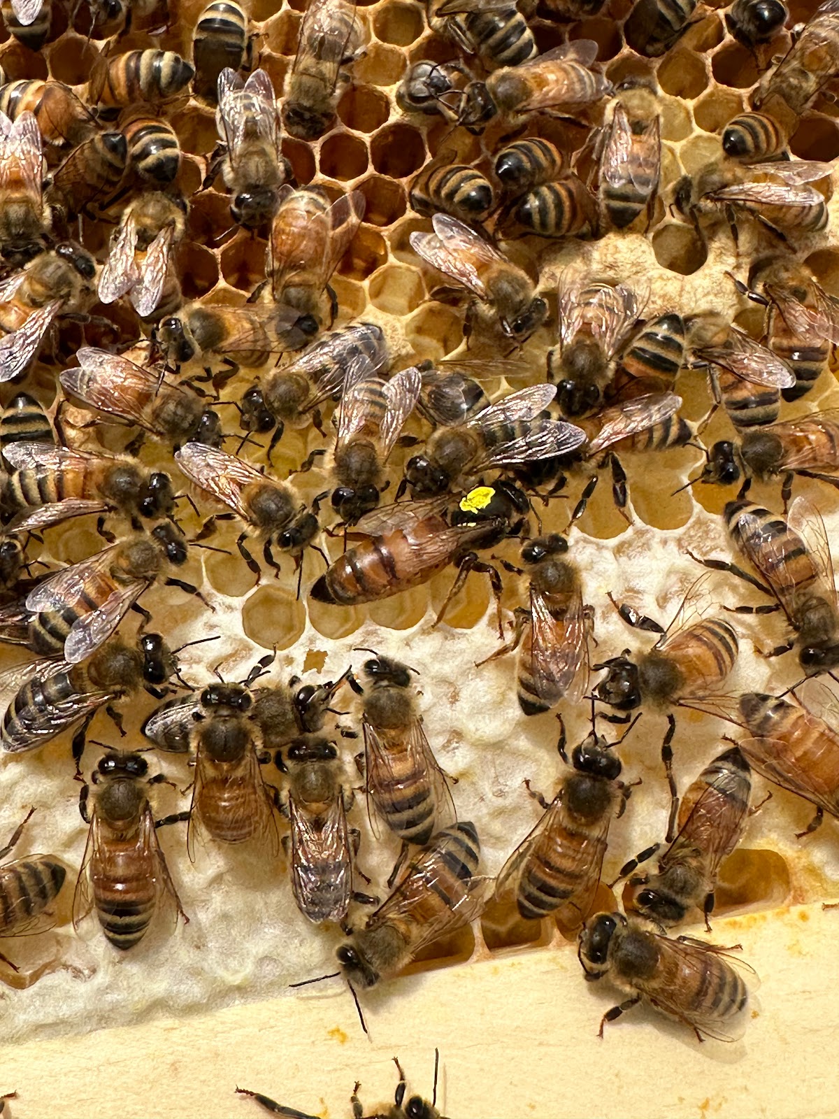 Honey Bound Apiary - Image 1