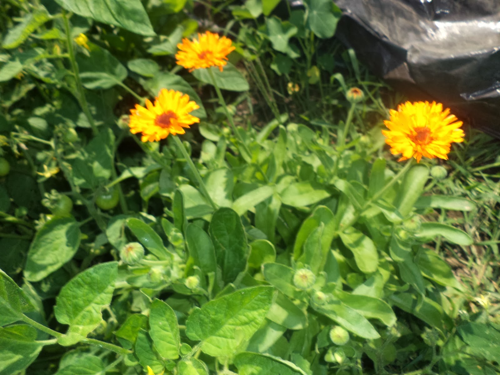 Honey Hill Organic Farm and Apiary - Image 1