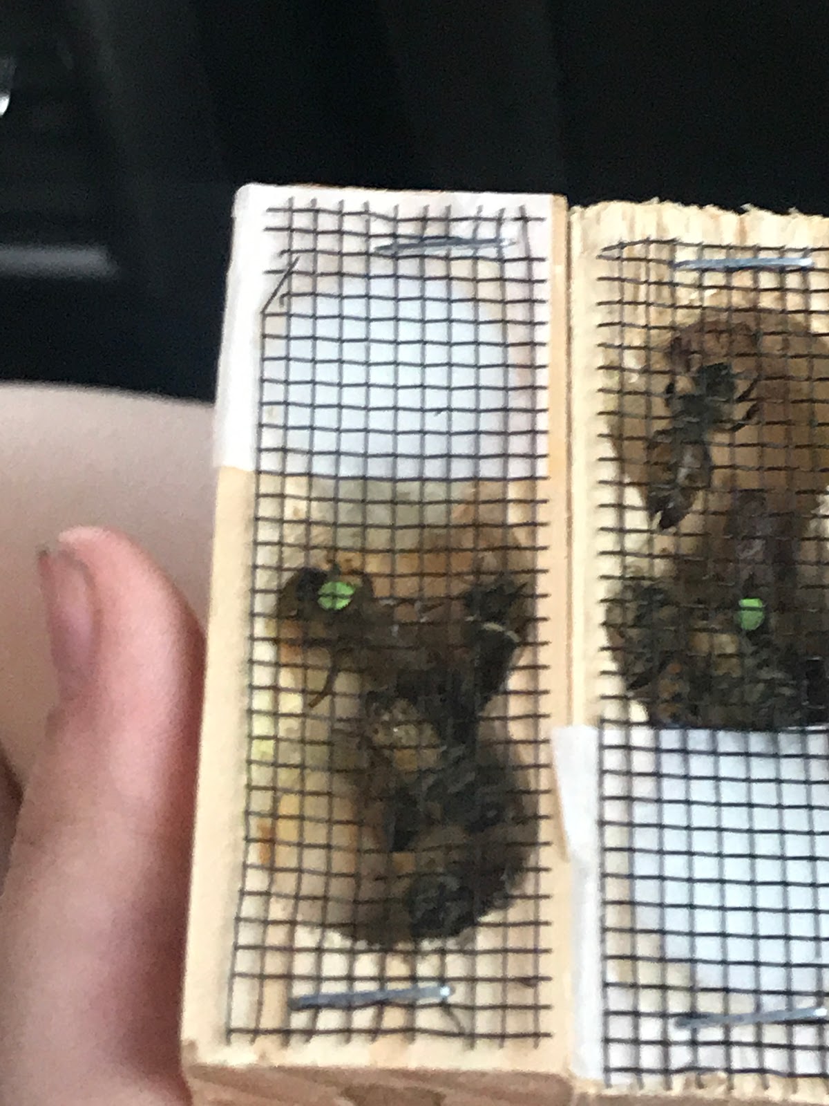 Hoopes Haven Apiary - Image 1