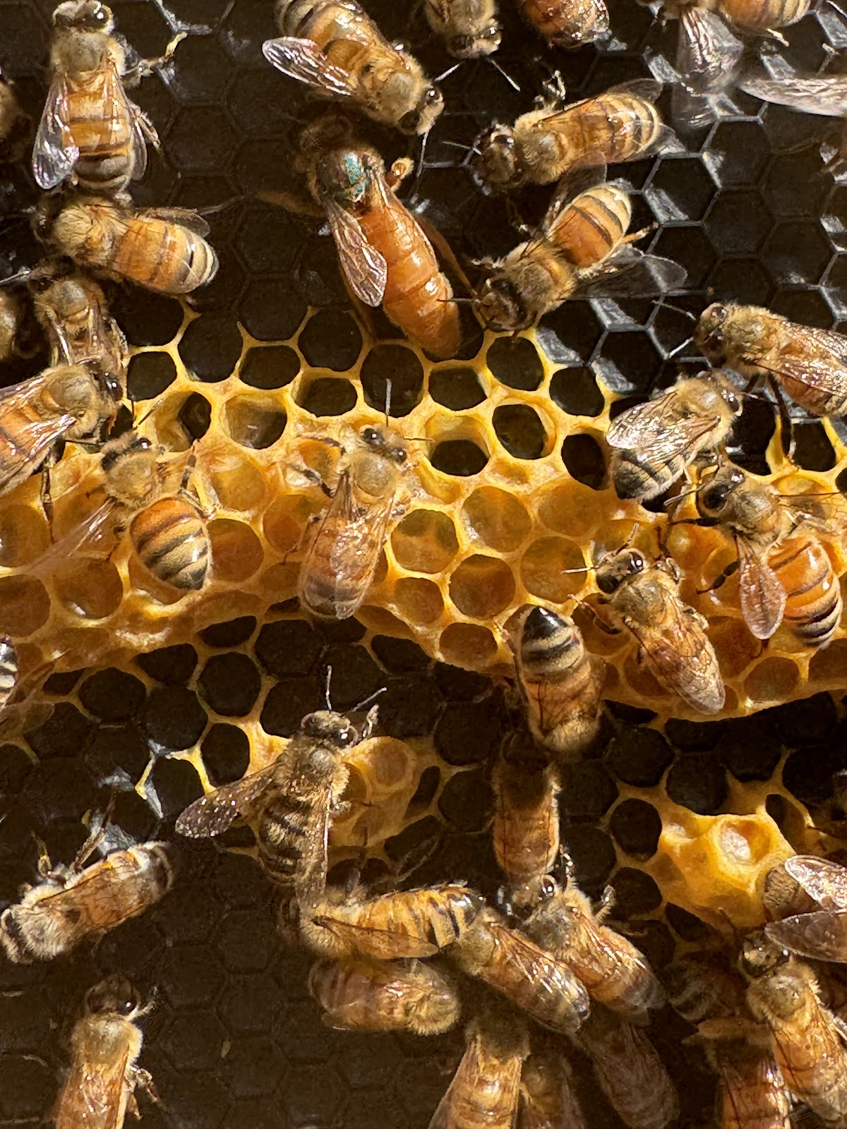 Lappe's Bee Supply and Honey Farm LLC - Image 1
