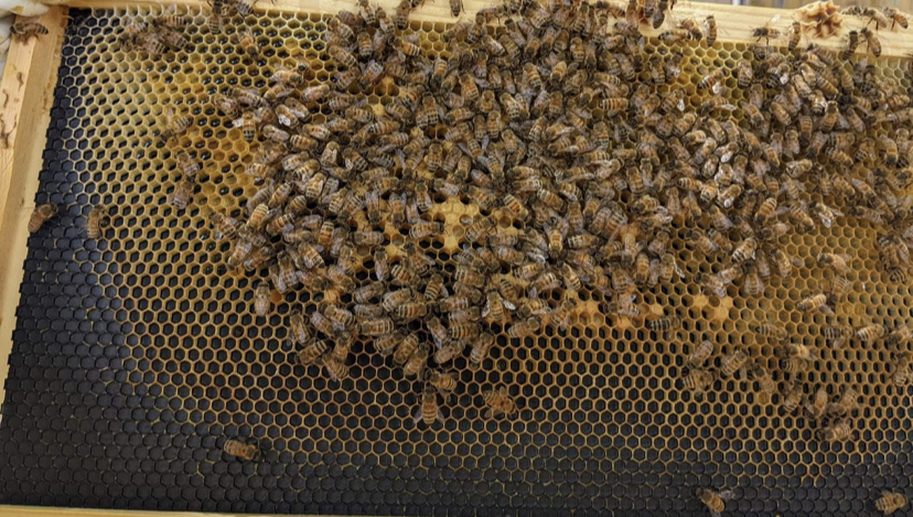 Let it Bee Inc - Image 1
