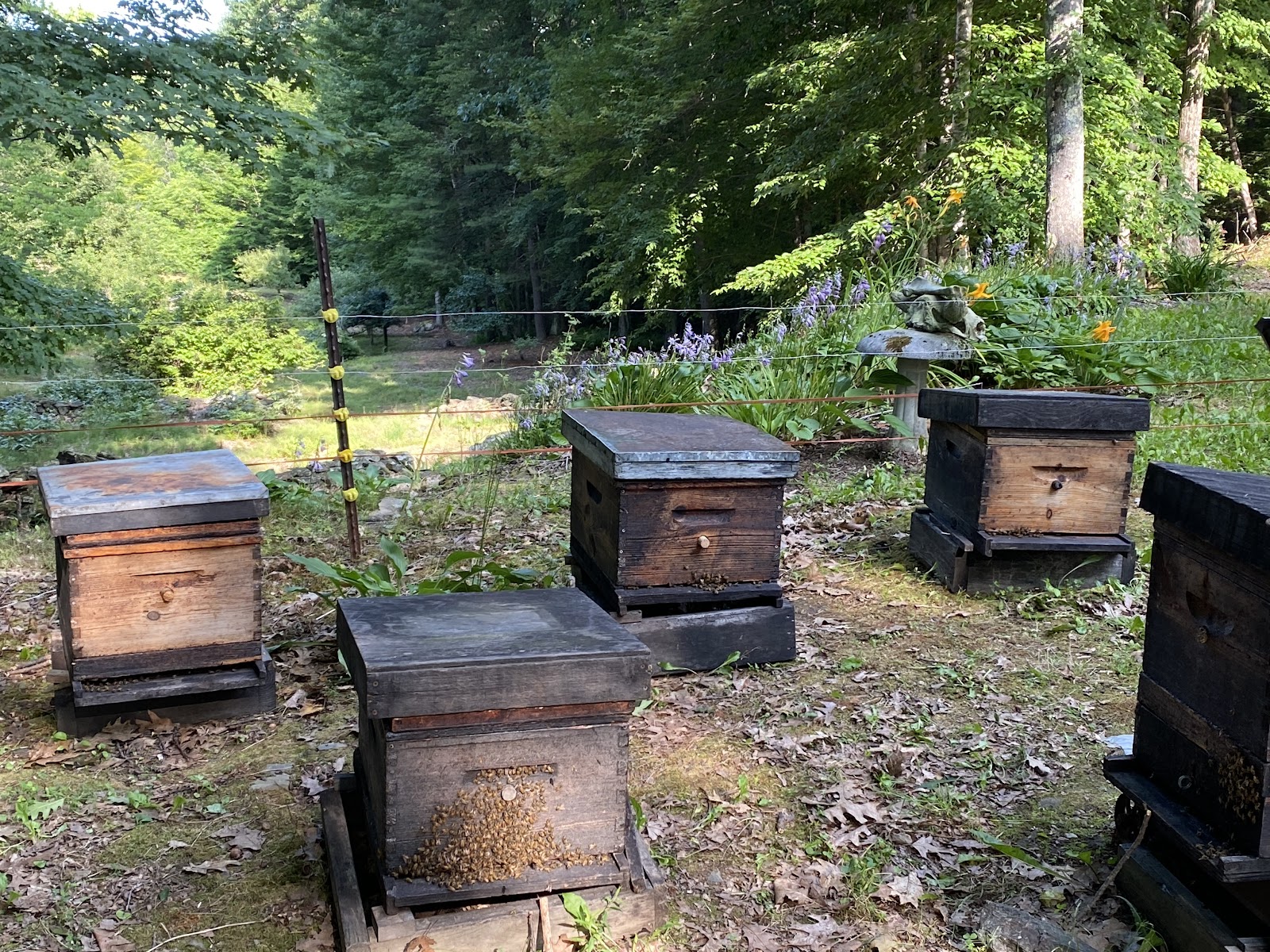 Linden Apiaries - Image 1