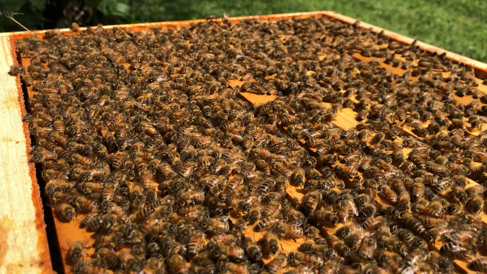 Little Larue Apiary LLc - Image 1