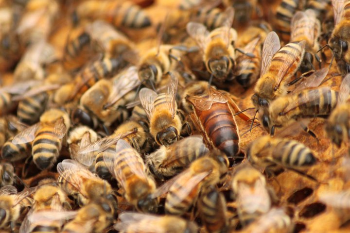 Mcfarline Apiaries - Image 1