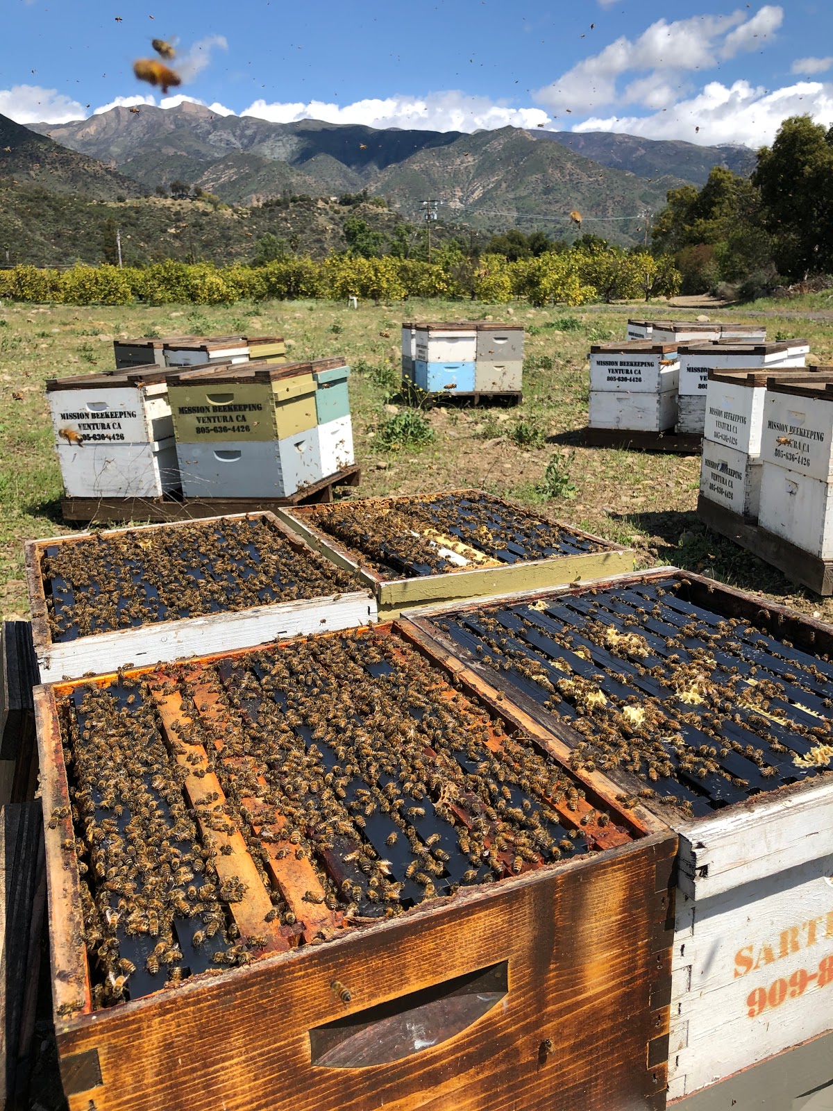 Mission Beekeeping - Image 1