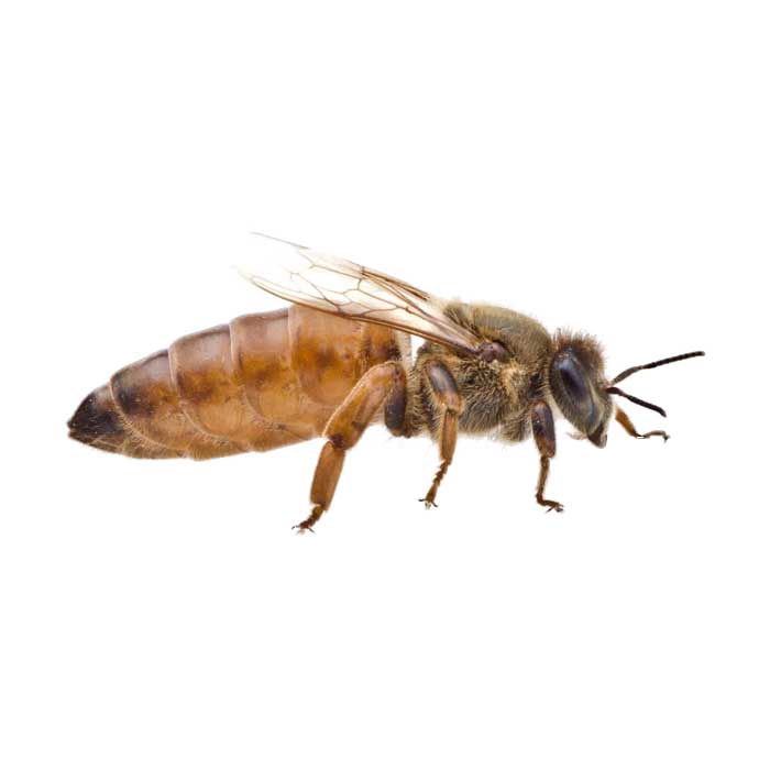 Northwoods Apiaries - Image 1