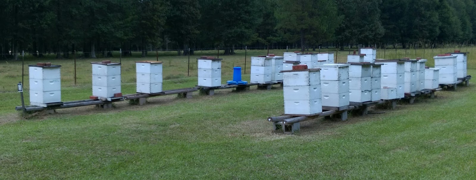 O'Neill's Apiary - Image 1