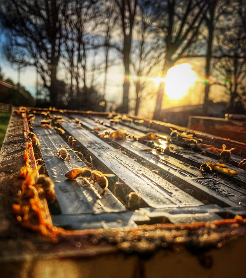 Pollen Peddlers Apiary. LLC