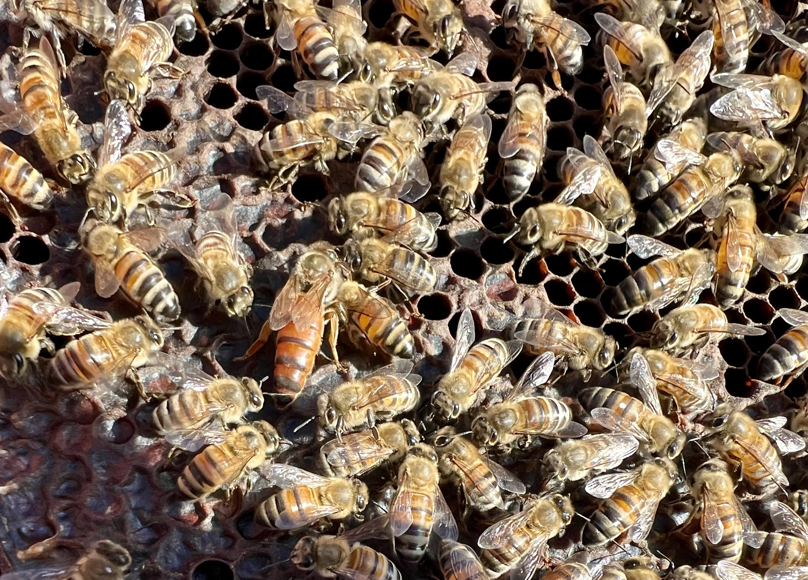 R Weaver Apiaries - Image 1