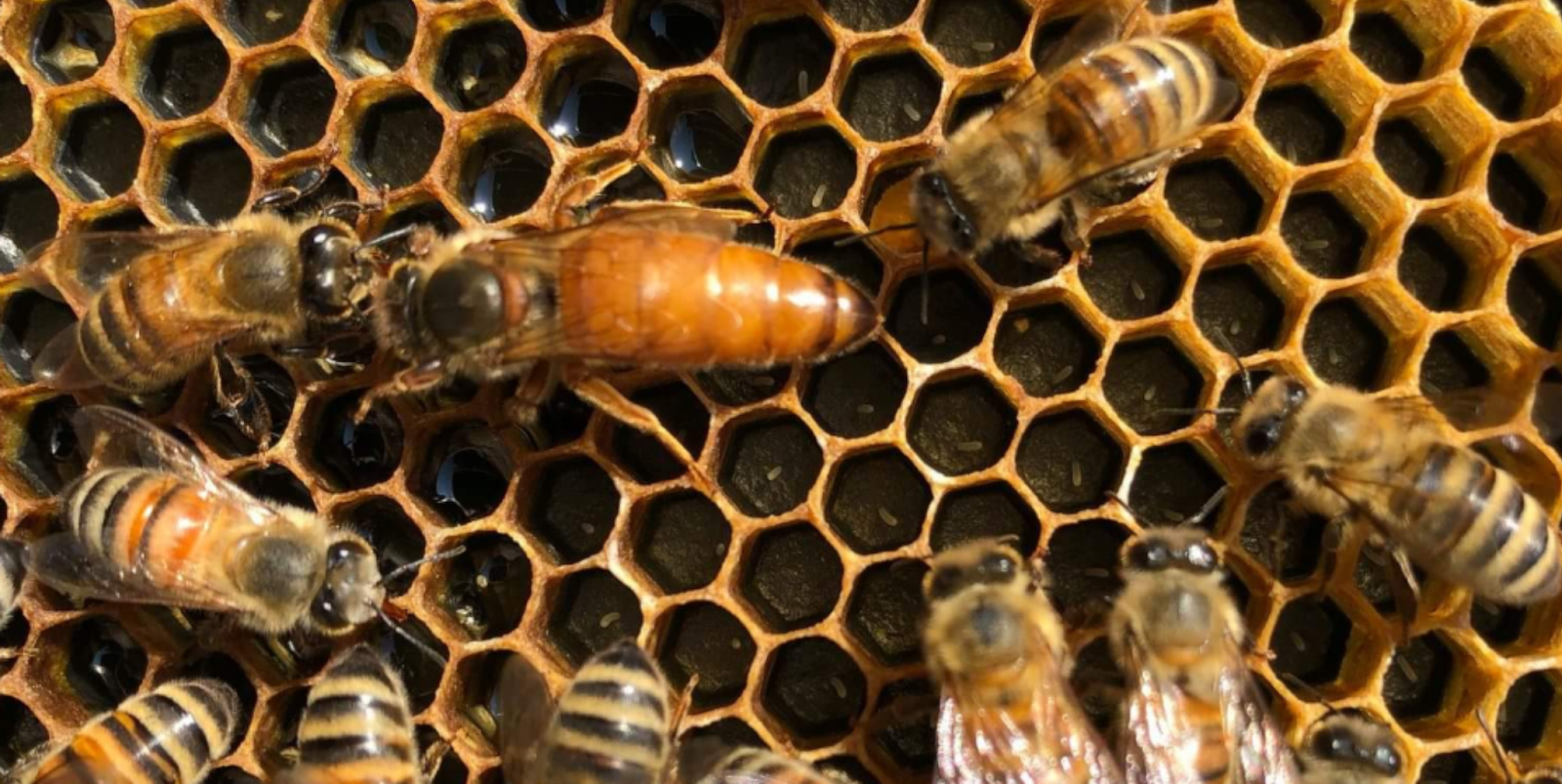 River Valley Honey Company - Image 1
