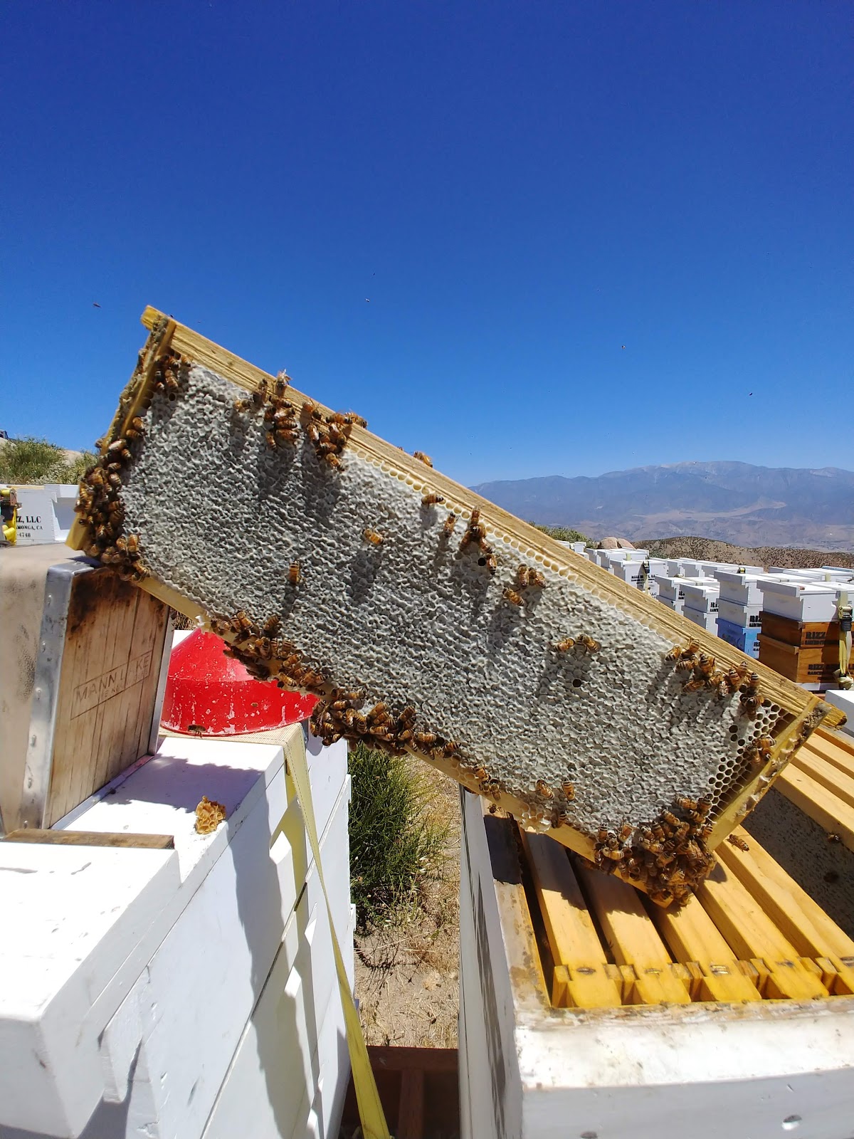 Rizz Beez Honey - Image 1