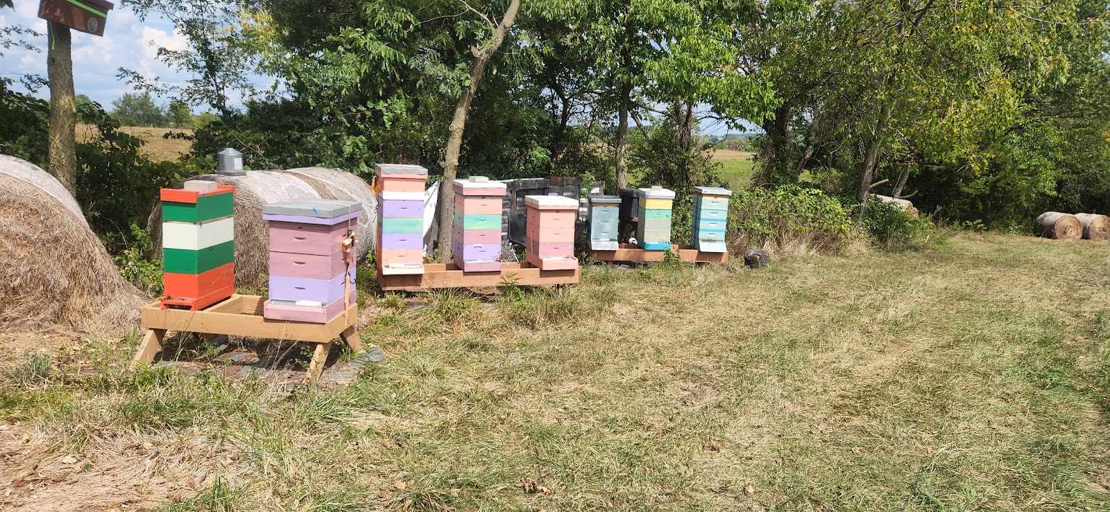 Scrapshack Apiary - Image 1