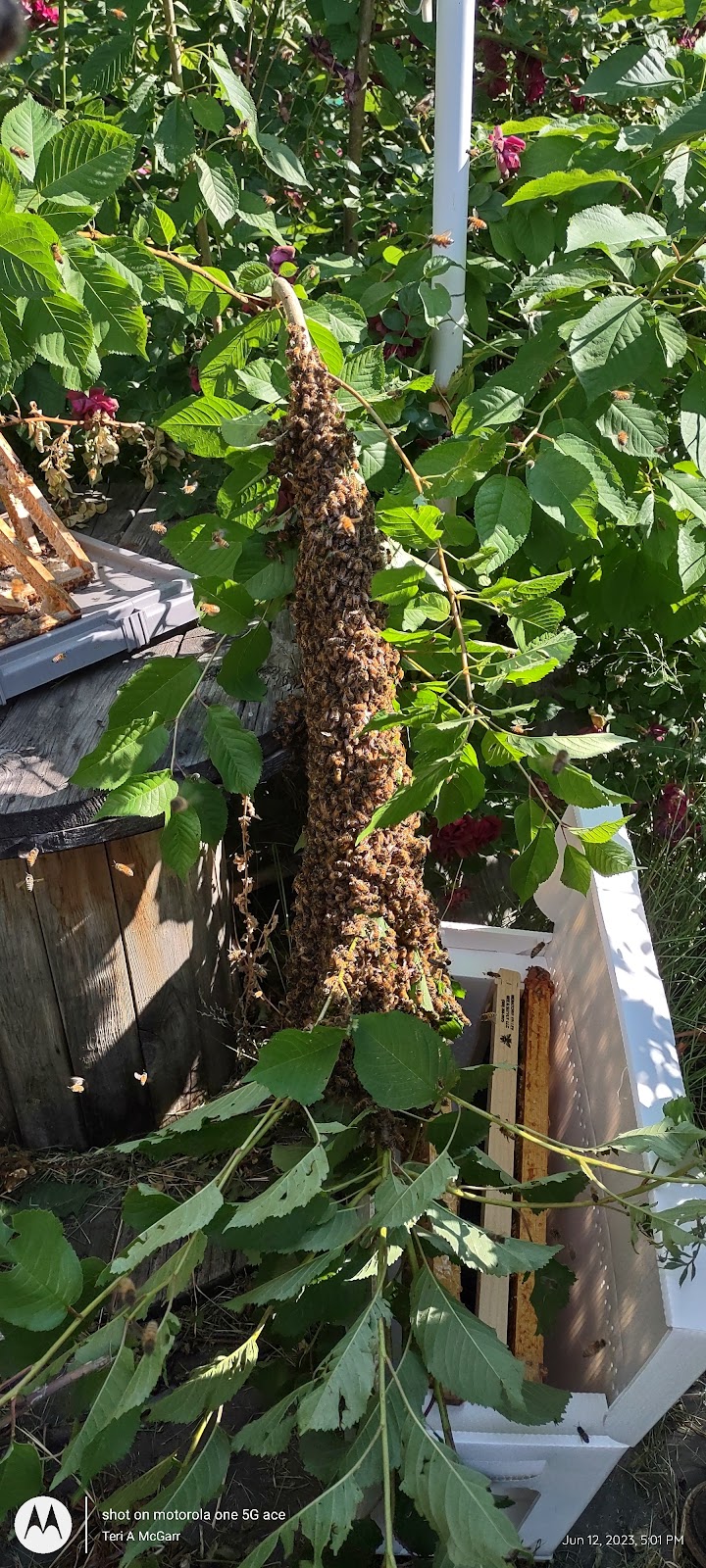 Sierra Vista Bees - Image 1