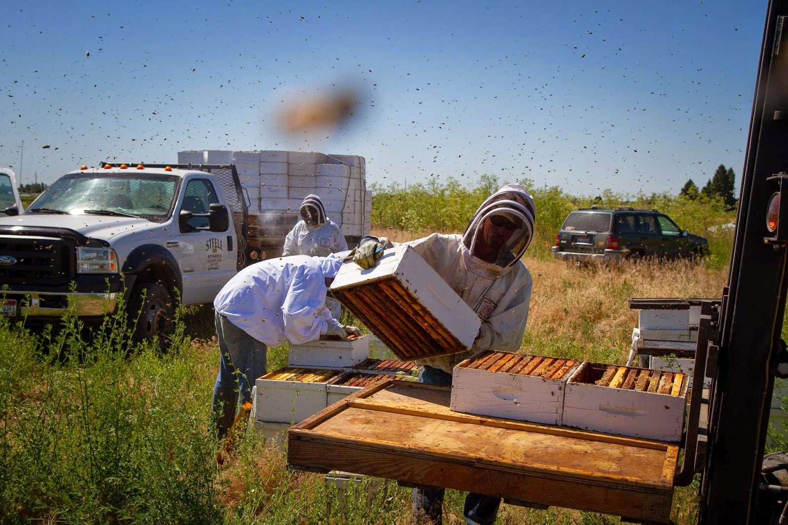 Steele Apiaries - Image 1