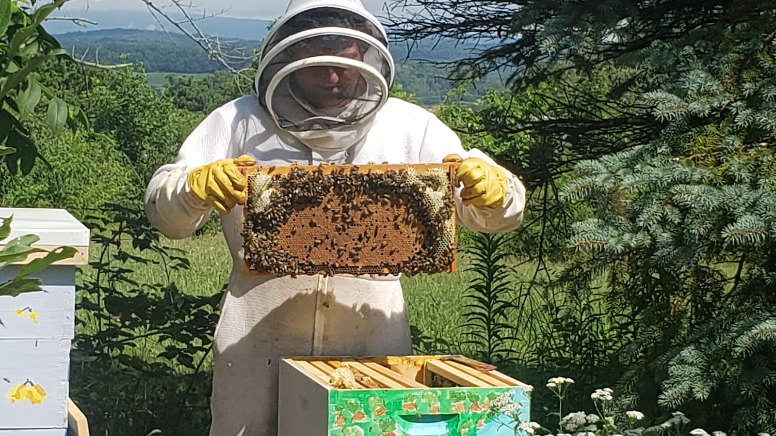 Sweet P. Apiary - Image 1