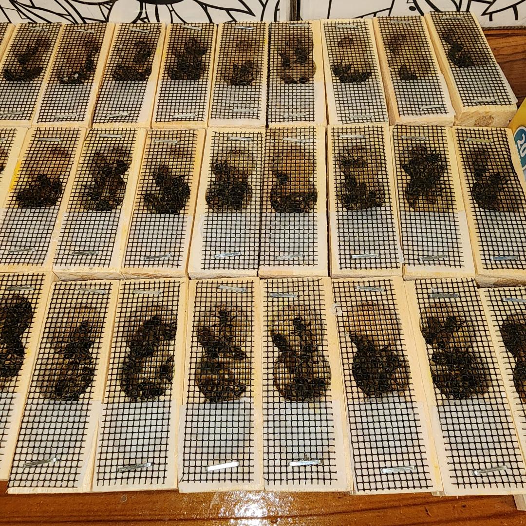 The Bee Barn - Image 1