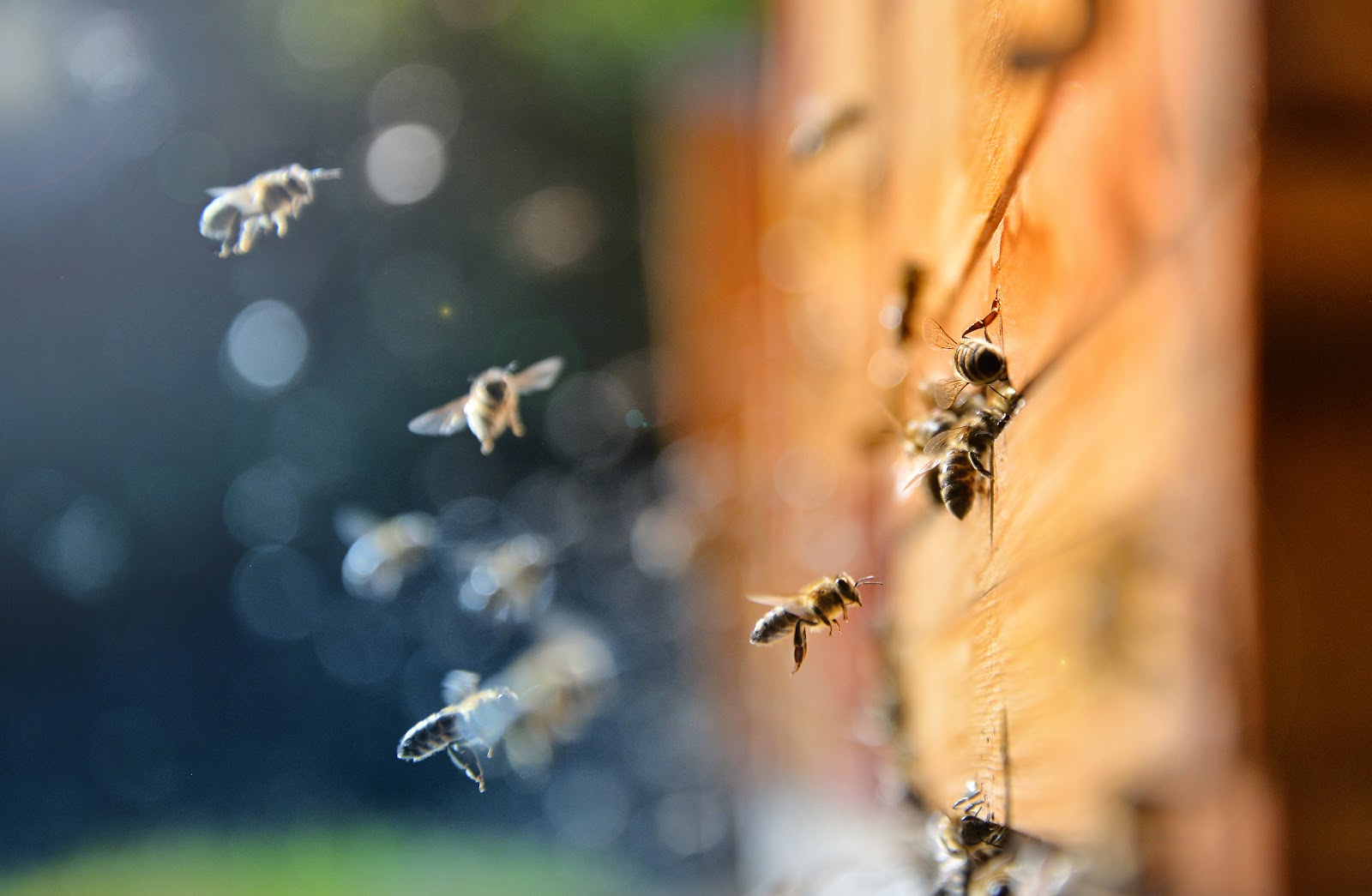 The Honey Hut - Image 1