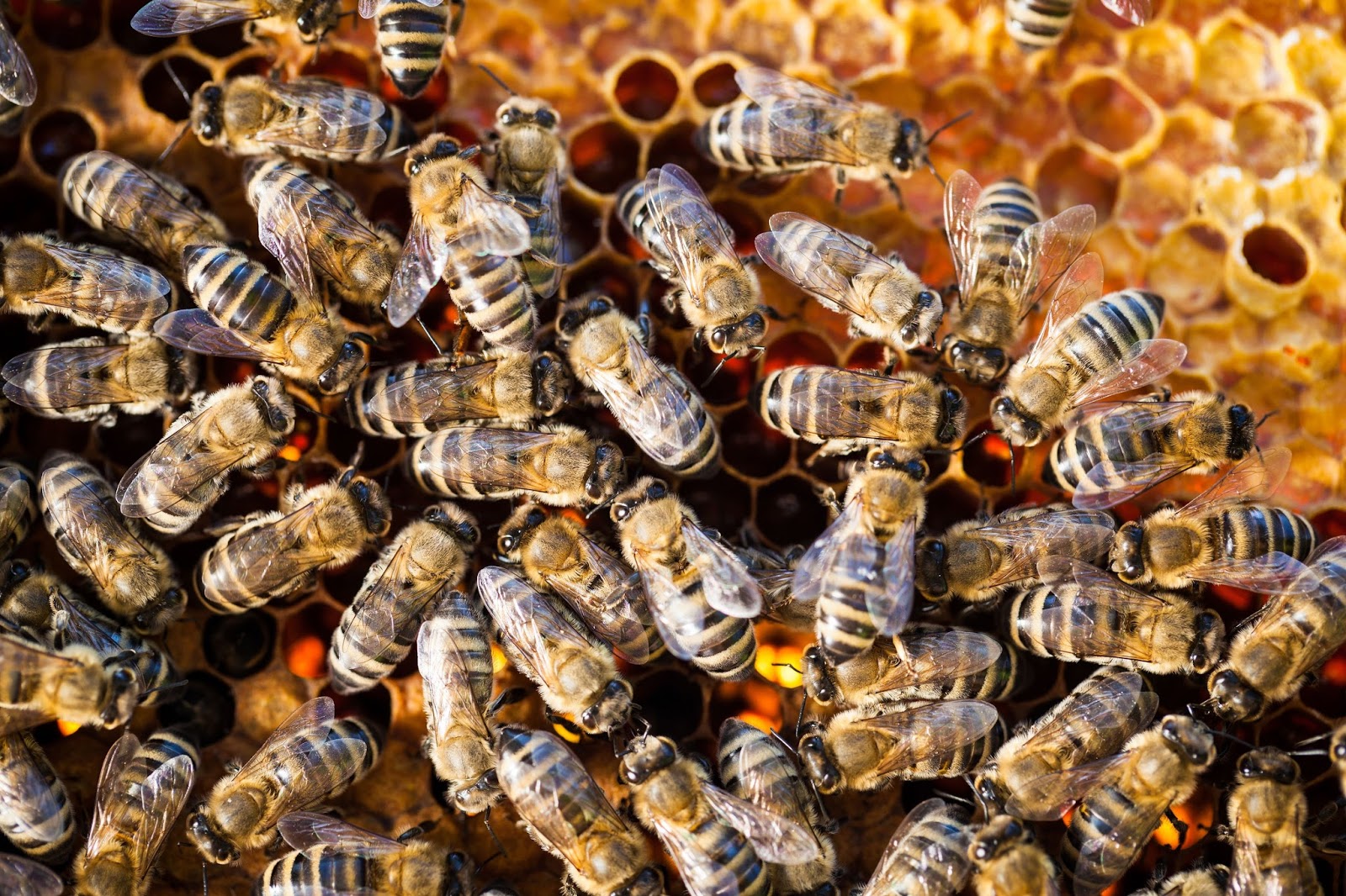 The Honey Ladies - Image 1