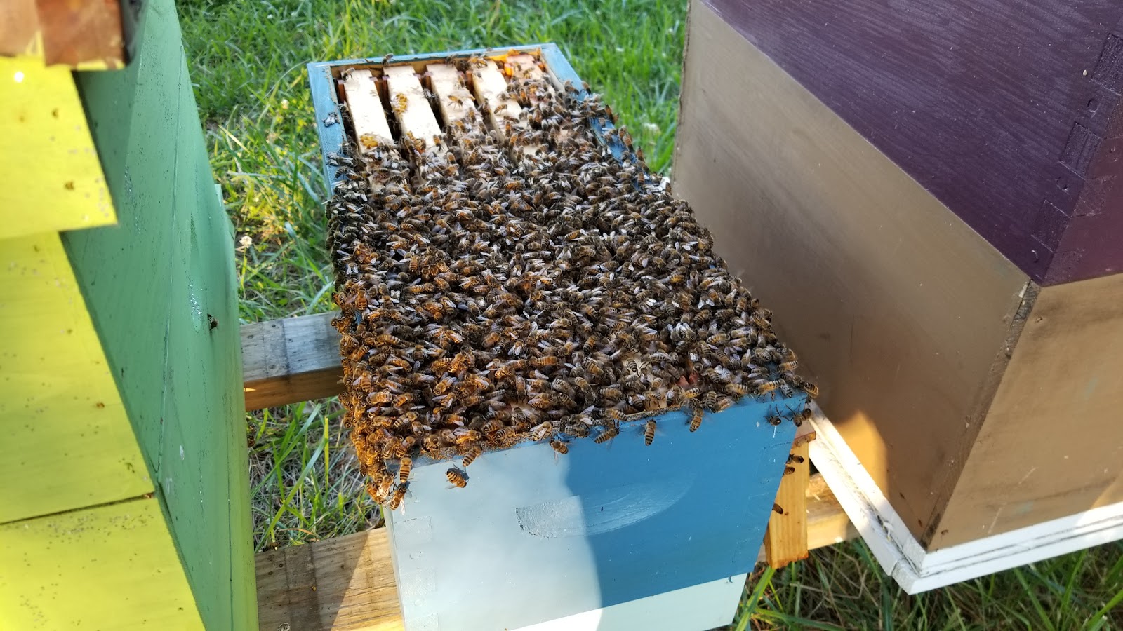 Victory Garden Apiary - Image 1