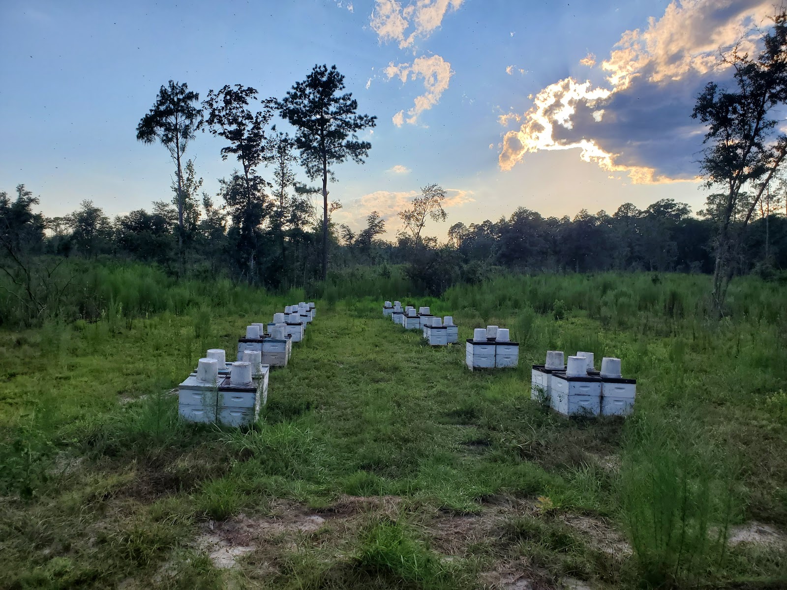 Walk in the Woods Apiary - Image 1