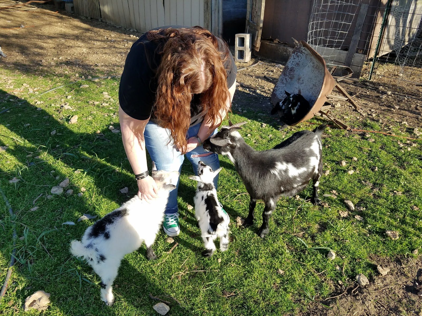 White Stone Farms & Apiary - Image 1