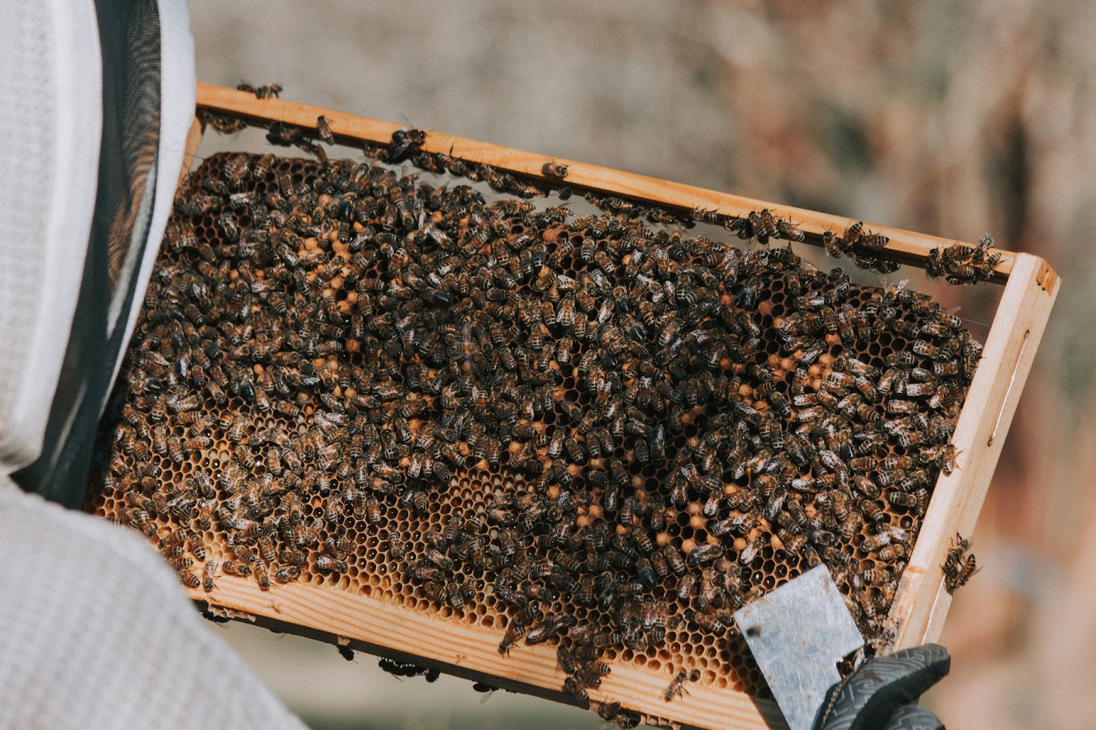 Wild Haven Honey LLC - Image 1