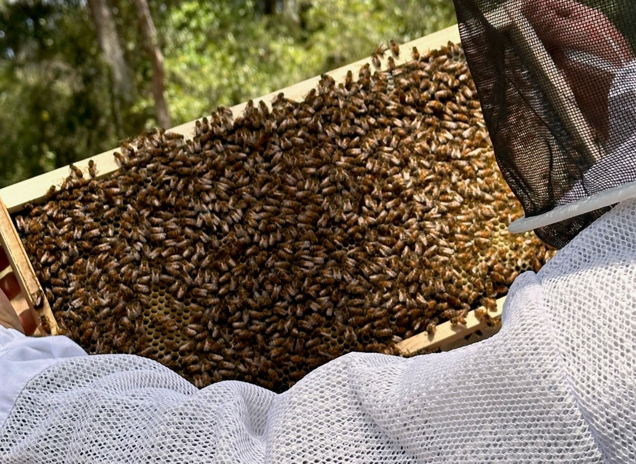 Wild Water Apiary - Image 1