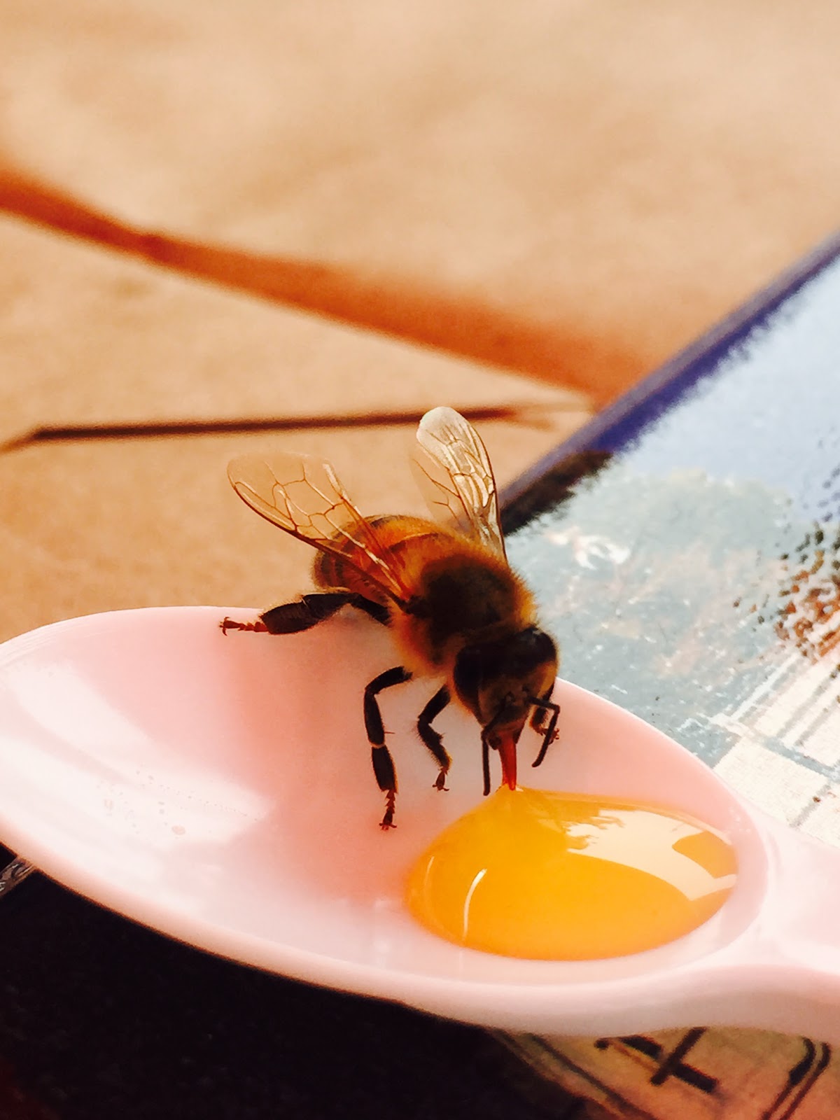 Yazoo Honey & Bee Farm LLC - Image 1