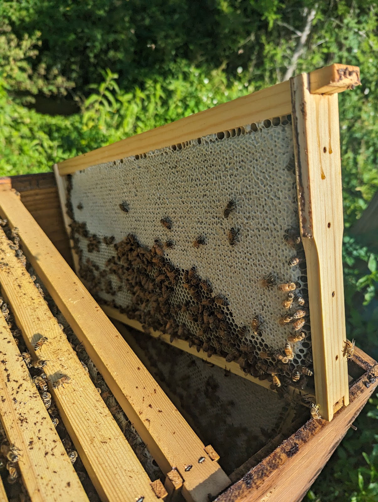 B & S Apiary and Regenerative Farm - Image 1