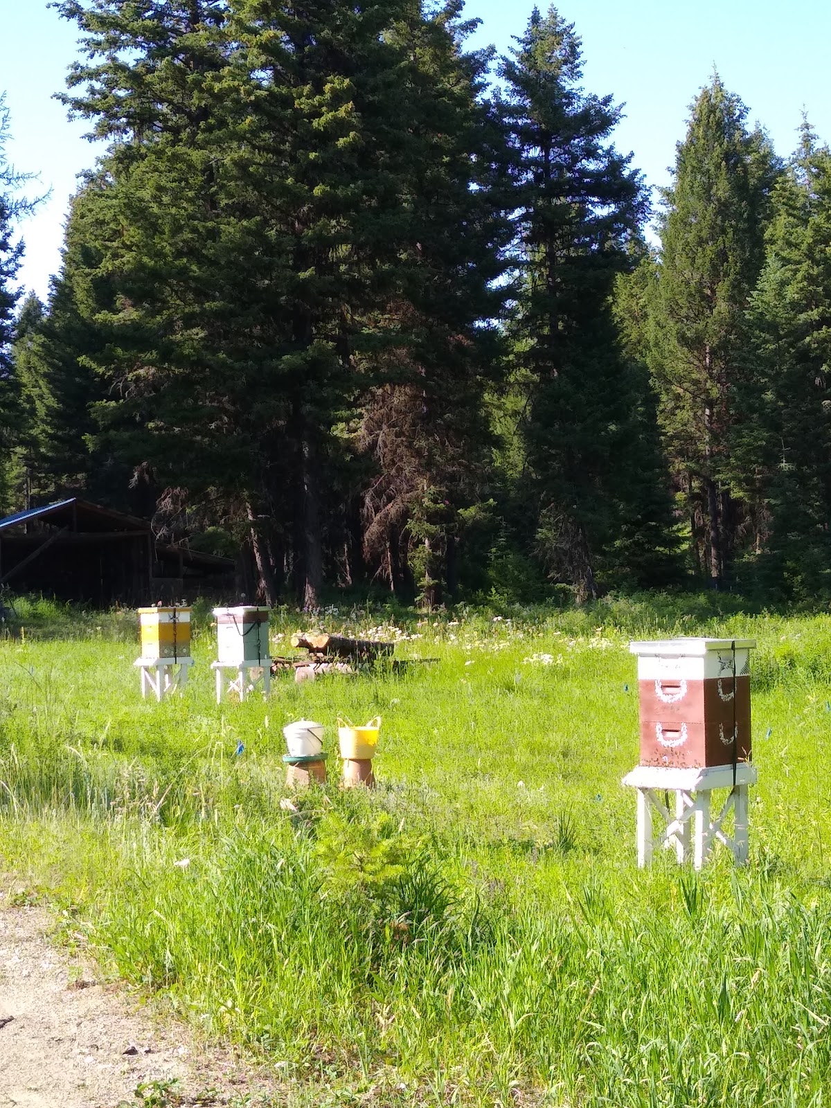 Bear Trap Canyon Apiary - Image 1