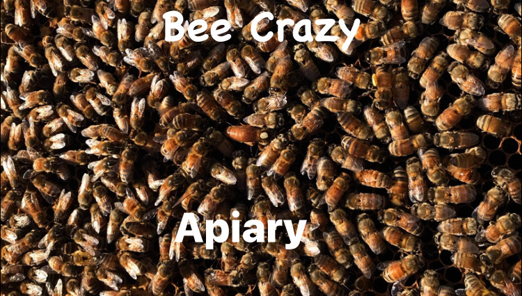 Bee crazy Apiary - Image 1